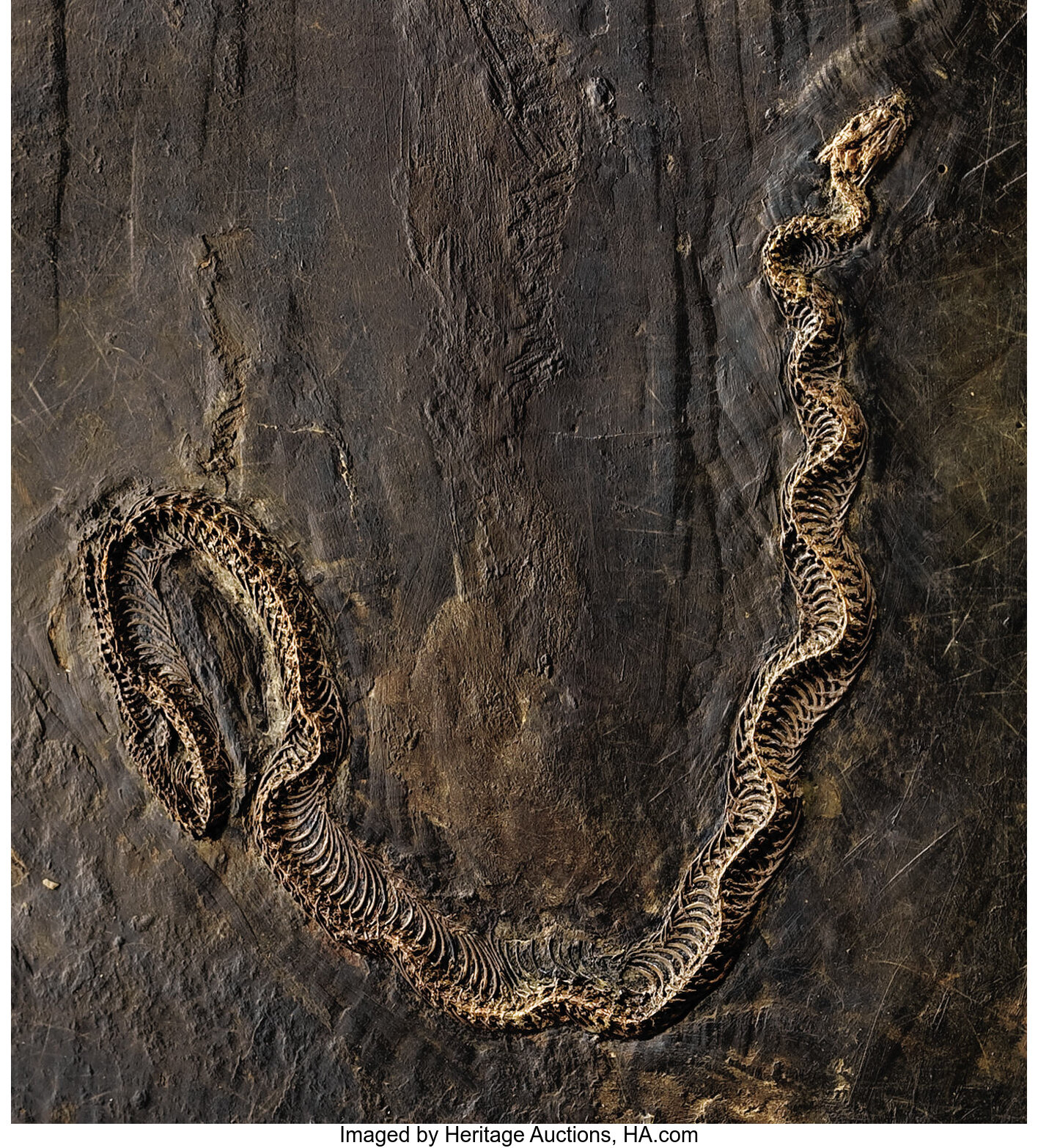 INCREDIBLY RARE FOSSIL SNAKE. ... Fossils Amphibians & Reptiles | Lot  #41307 | Heritage Auctions