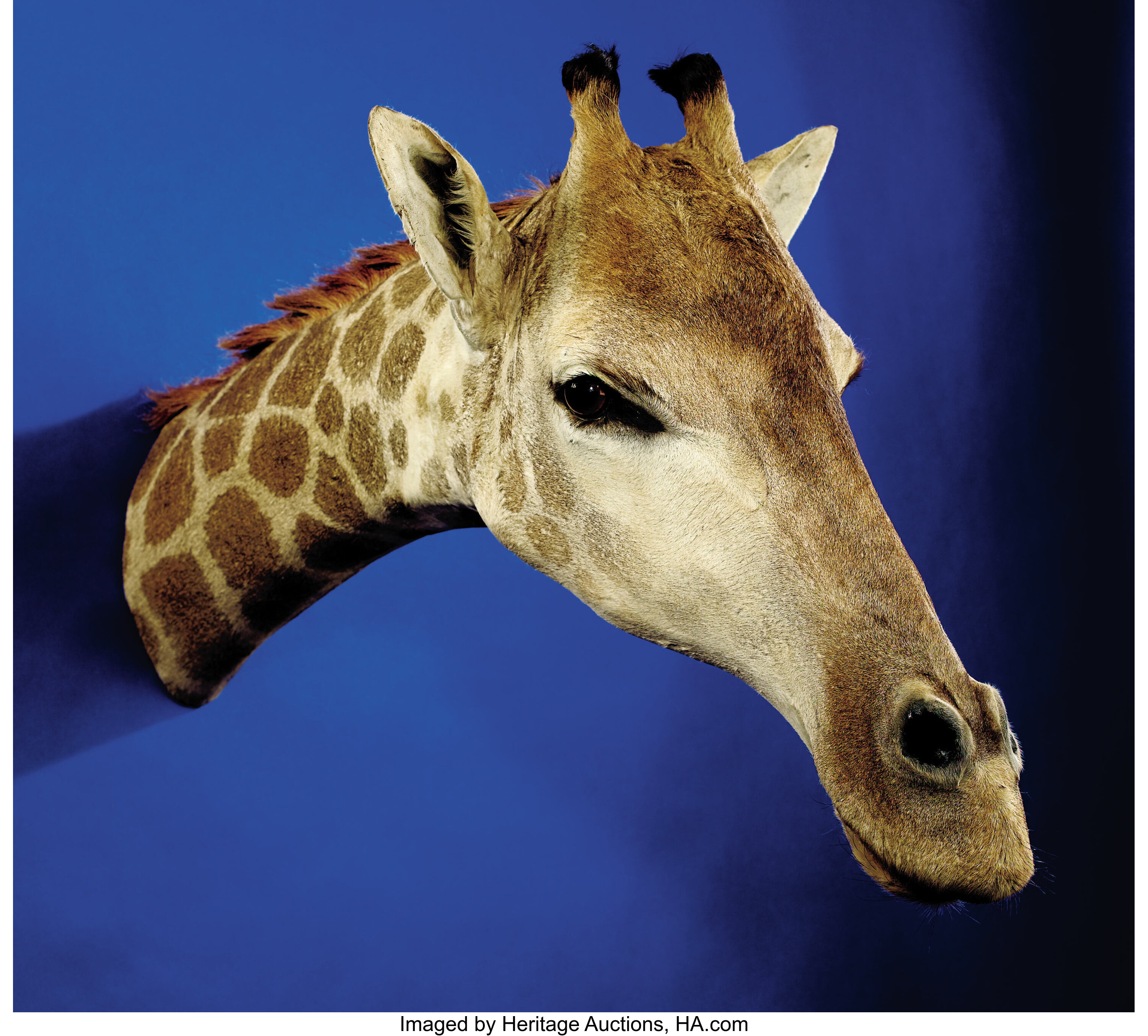 AFRICAN GIRAFFE NECK MOUNT. ... Zoology Taxidermy | Lot #41268 ...