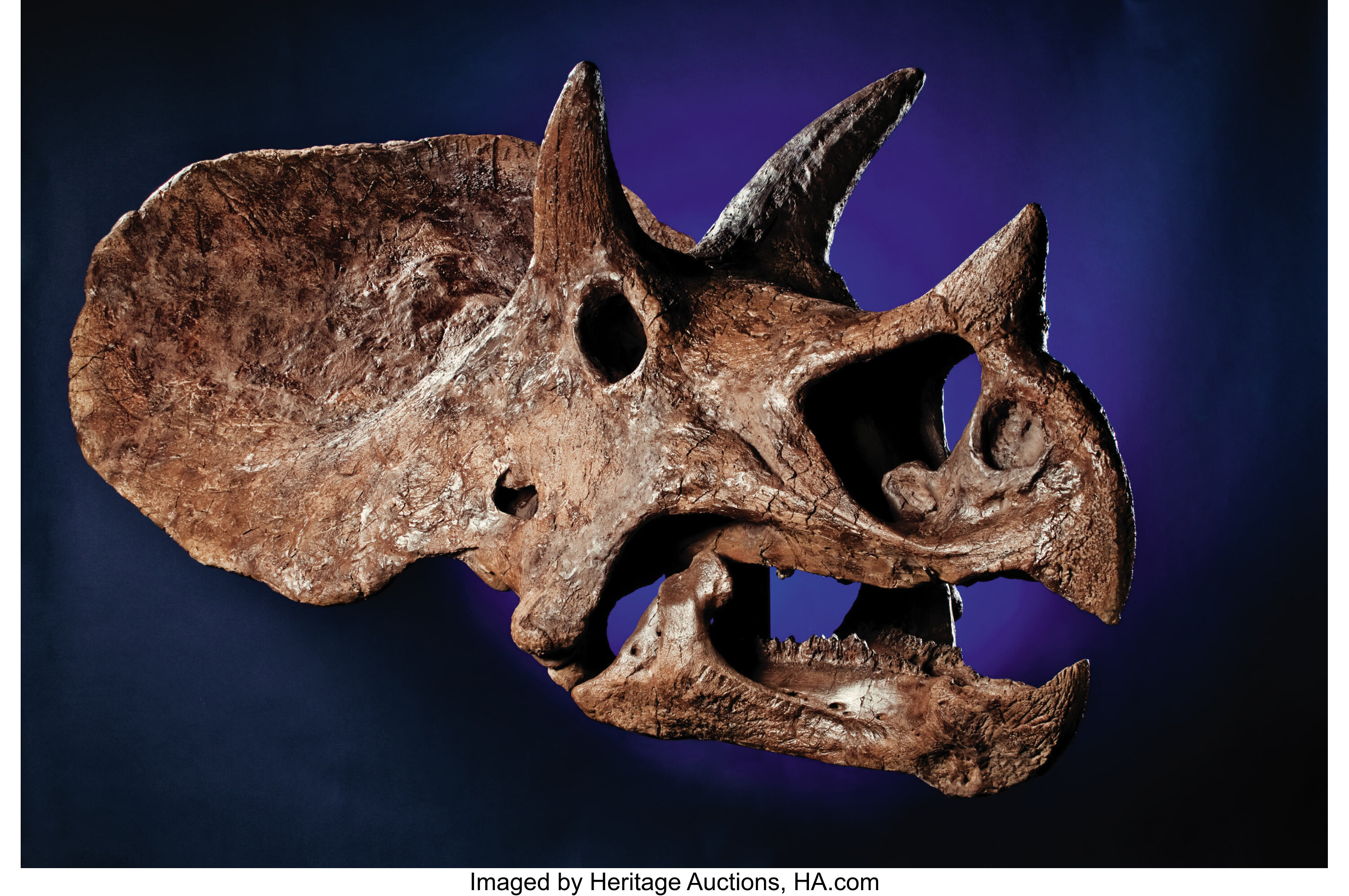 AN EXCEPTIONAL DINOSAUR SKULL. Dinosauria Cretaceous | Lot #41323