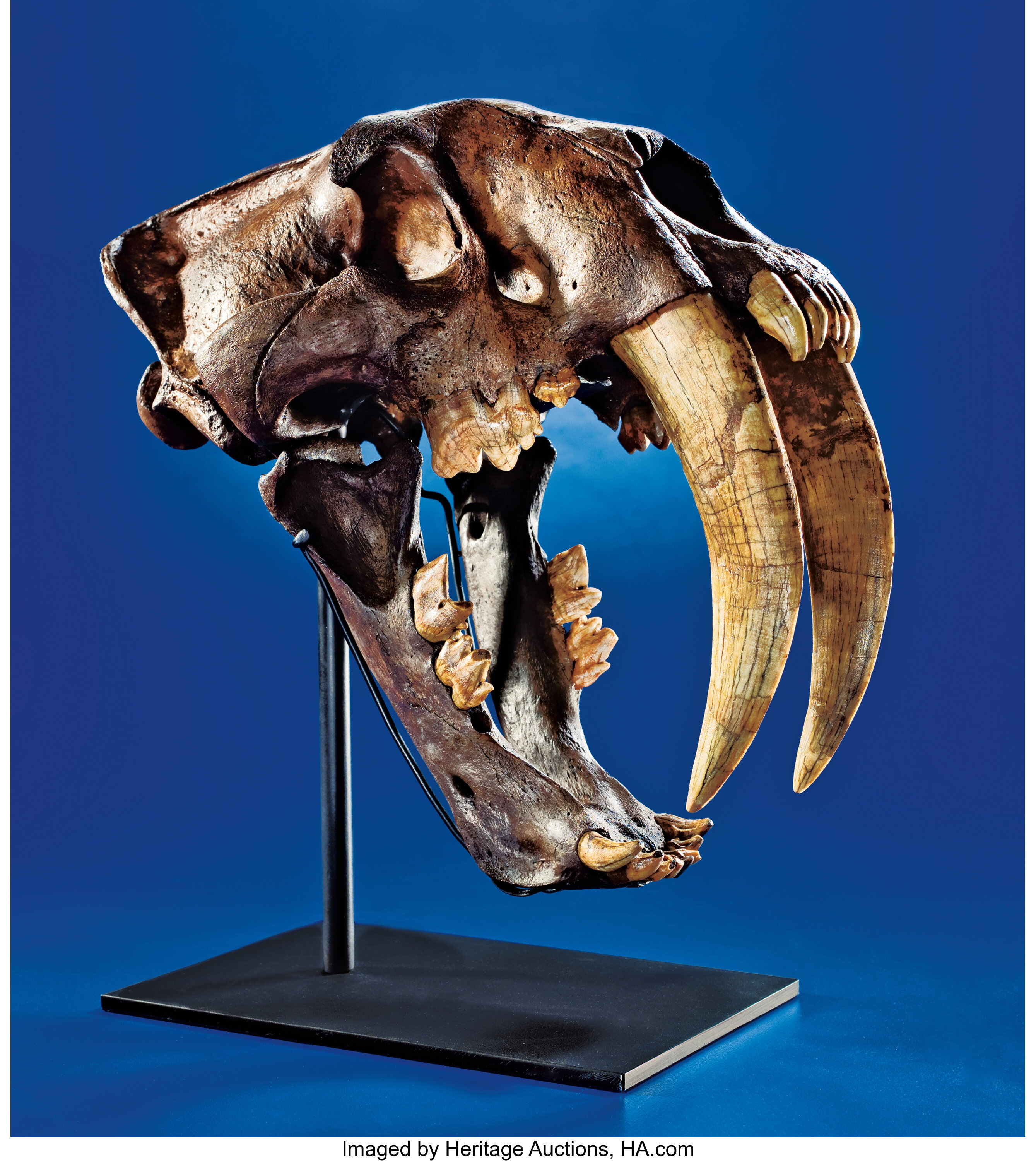 AN EXTREMELY RARE SABRE-TOOTHED TIGER SKULL - THE GREAT AMERICAN