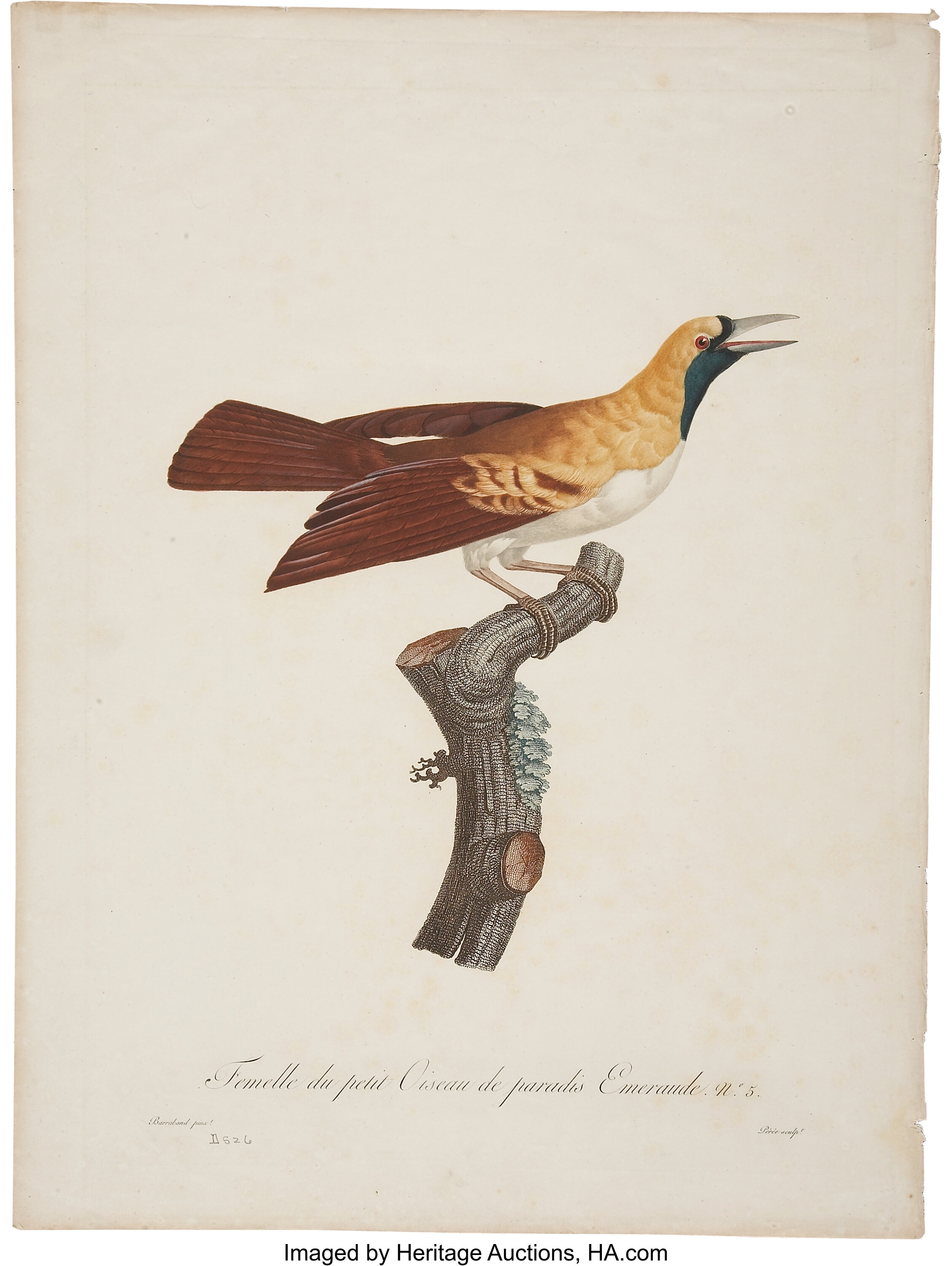 Jacques Barraband 1767 1809 Femelle Du Petit Oiseau De Paradis Lot Heritage Auctions