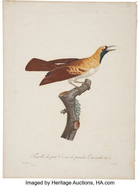 Jacques Barraband 1767 1809 Femelle Du Petit Oiseau De