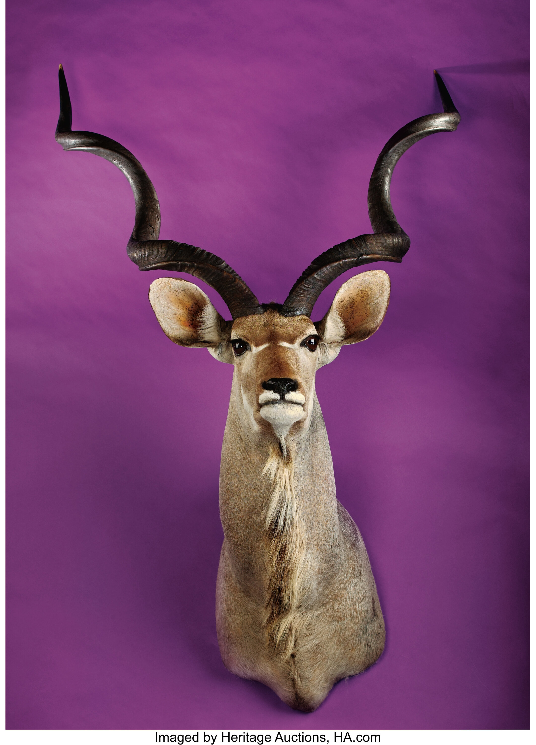 mounted kudu horns