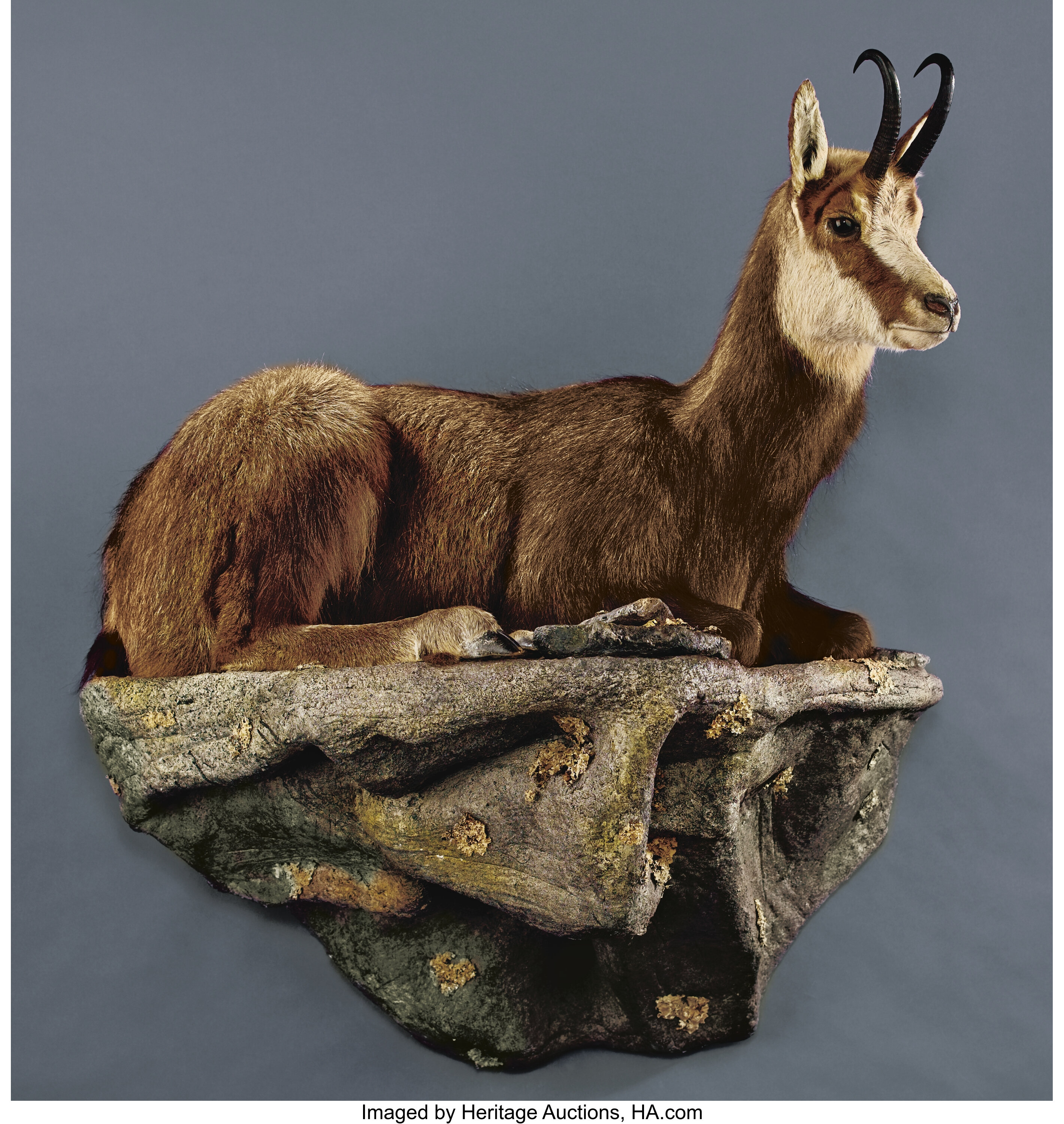 Alpine Chamois Taxidermy Shoulder Mount For Sale