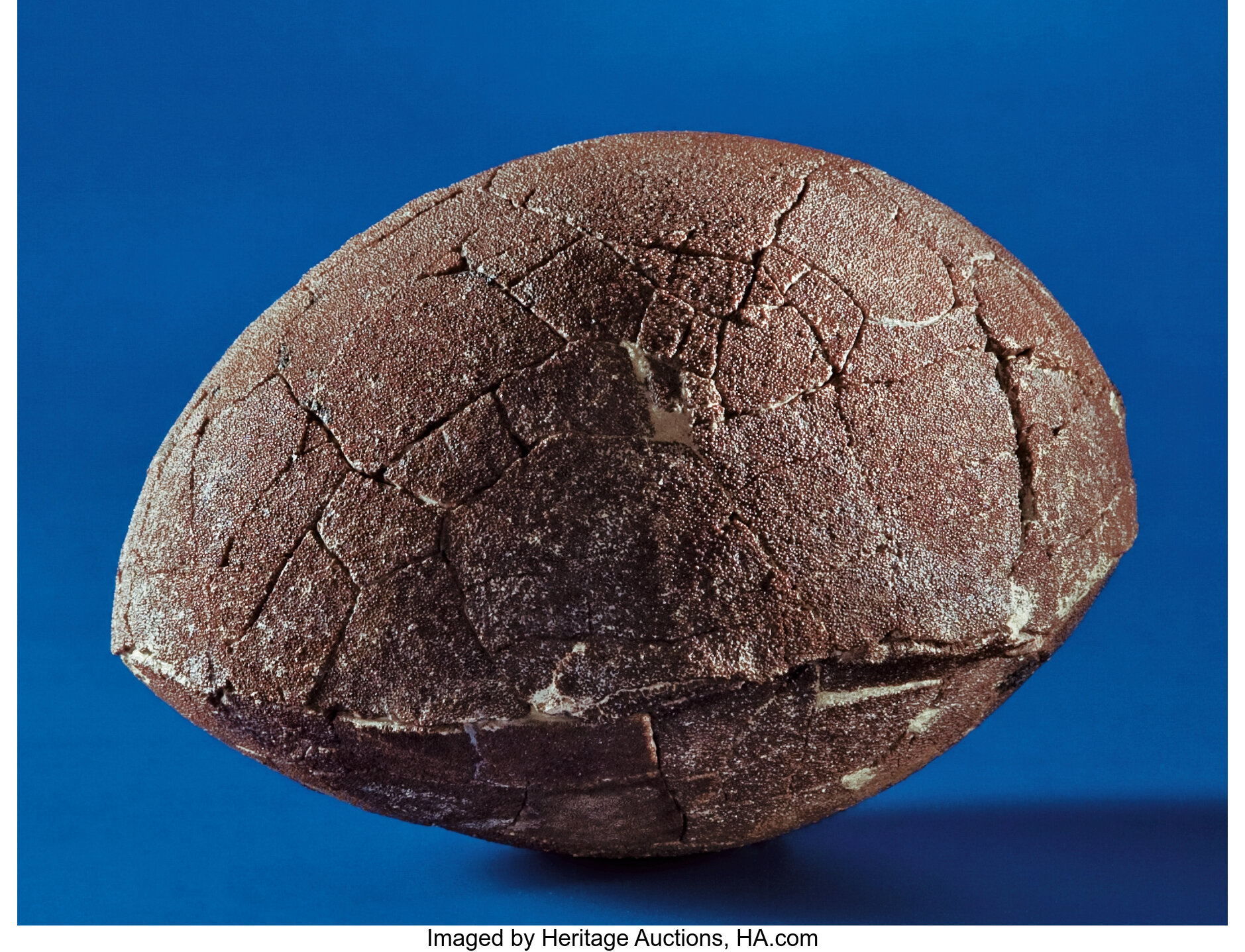 Real dinosaur egg discount fossil for sale