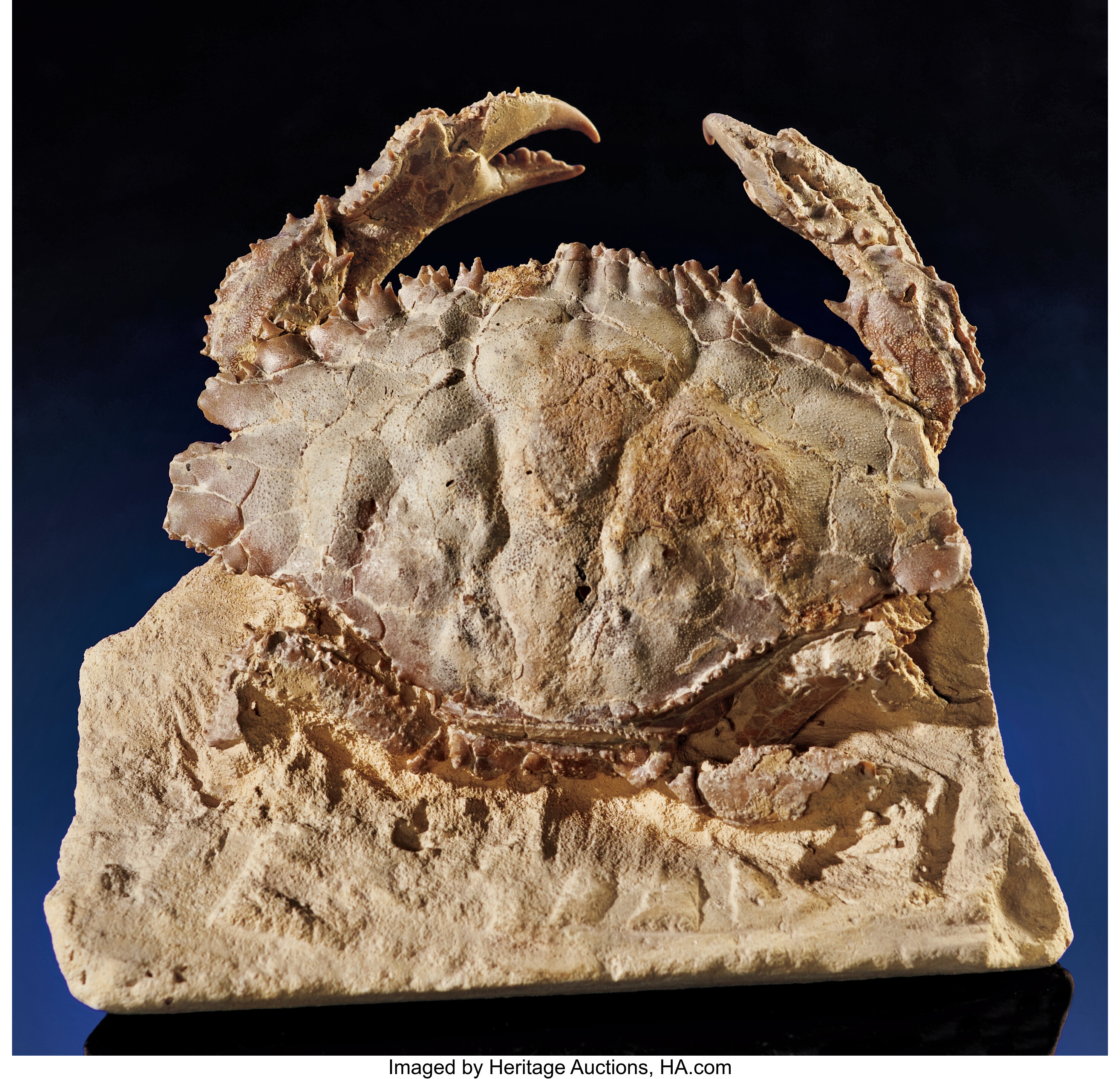 FOSSIL CRAB. ... Fossils Arthropoda | Lot #53258 | Heritage Auctions