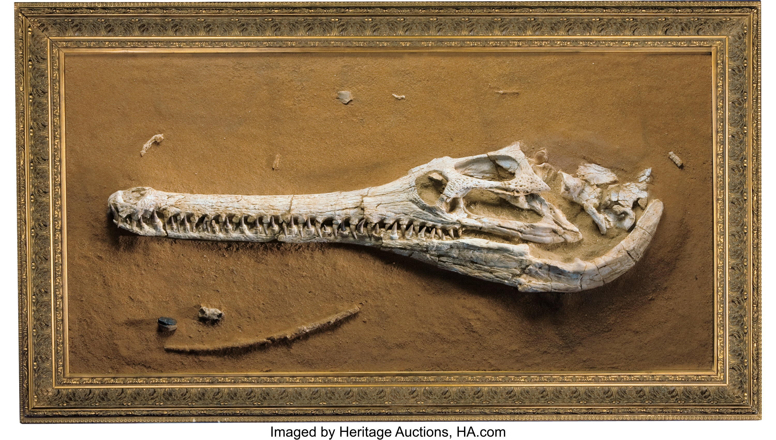 prehistoric crocodile skeleton