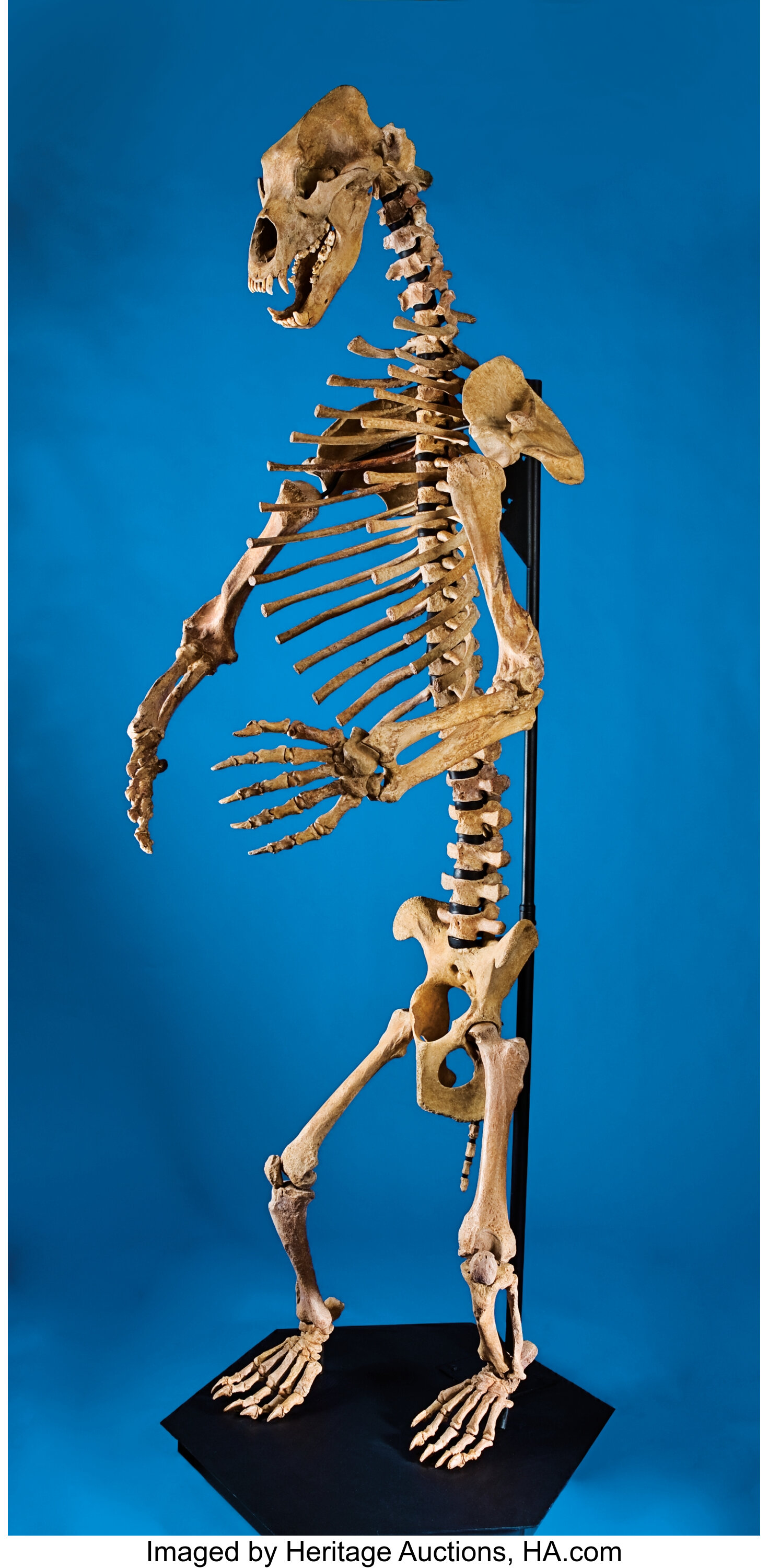 prehistoric cave bear skeleton