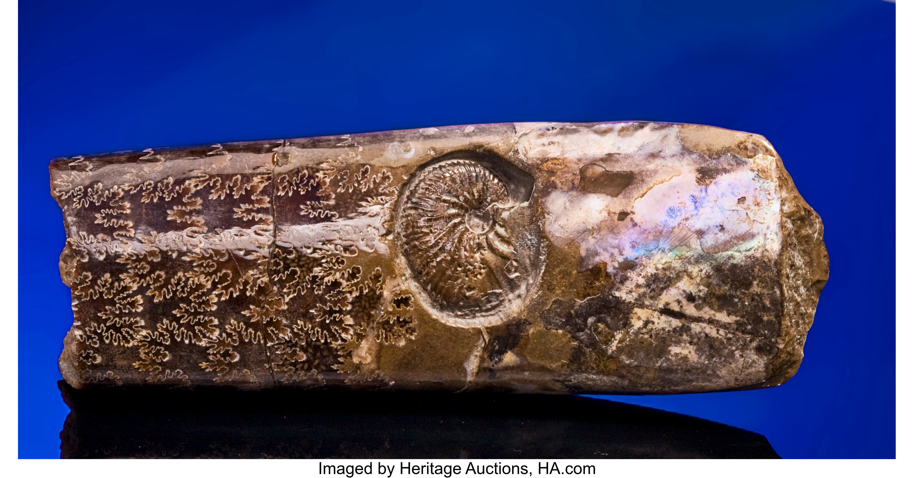 AMMONITE INSIDE A BACULITES. ... Fossils Cepholopoda | Lot #81118 |  Heritage Auctions