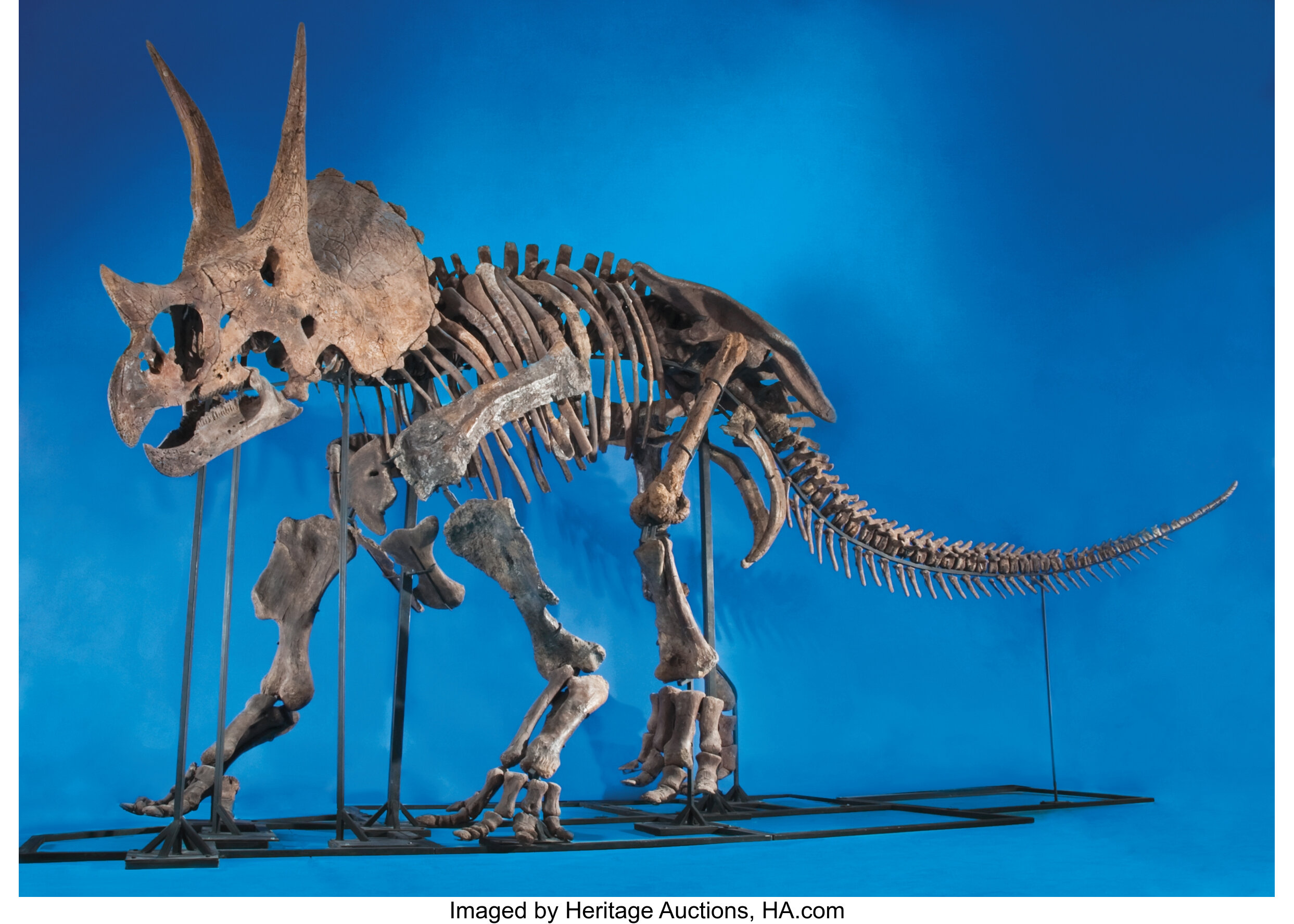 triceratops bones for sale