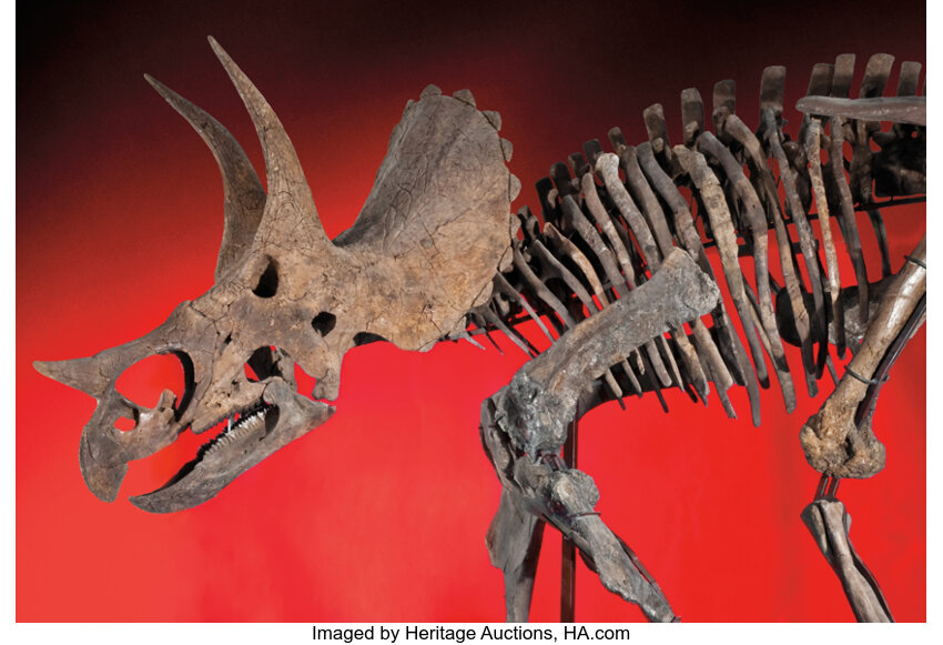 A VIRTUALLY COMPLETE AND IMPORTANT TRICERATOPS SKELETON