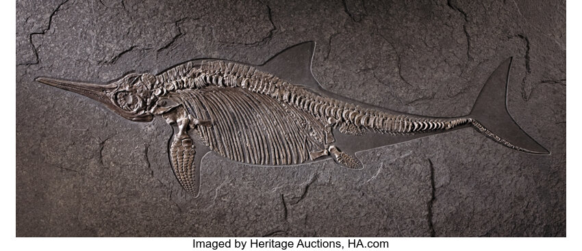 Download An Exceptional Pregnant Ichthyosaur Fossils Amphibians Lot 49067 Heritage Auctions