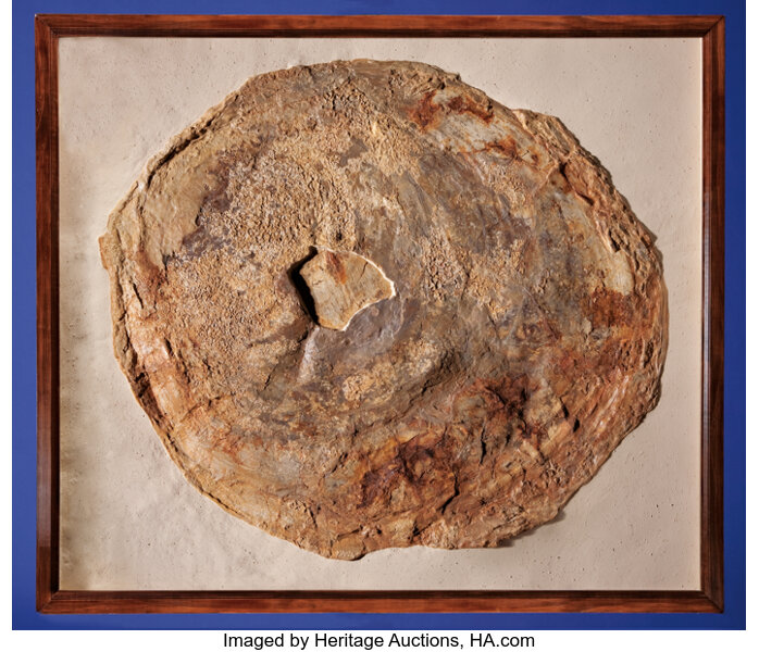 Large Fossil Clam Fossils Arthropoda Lot 49085
