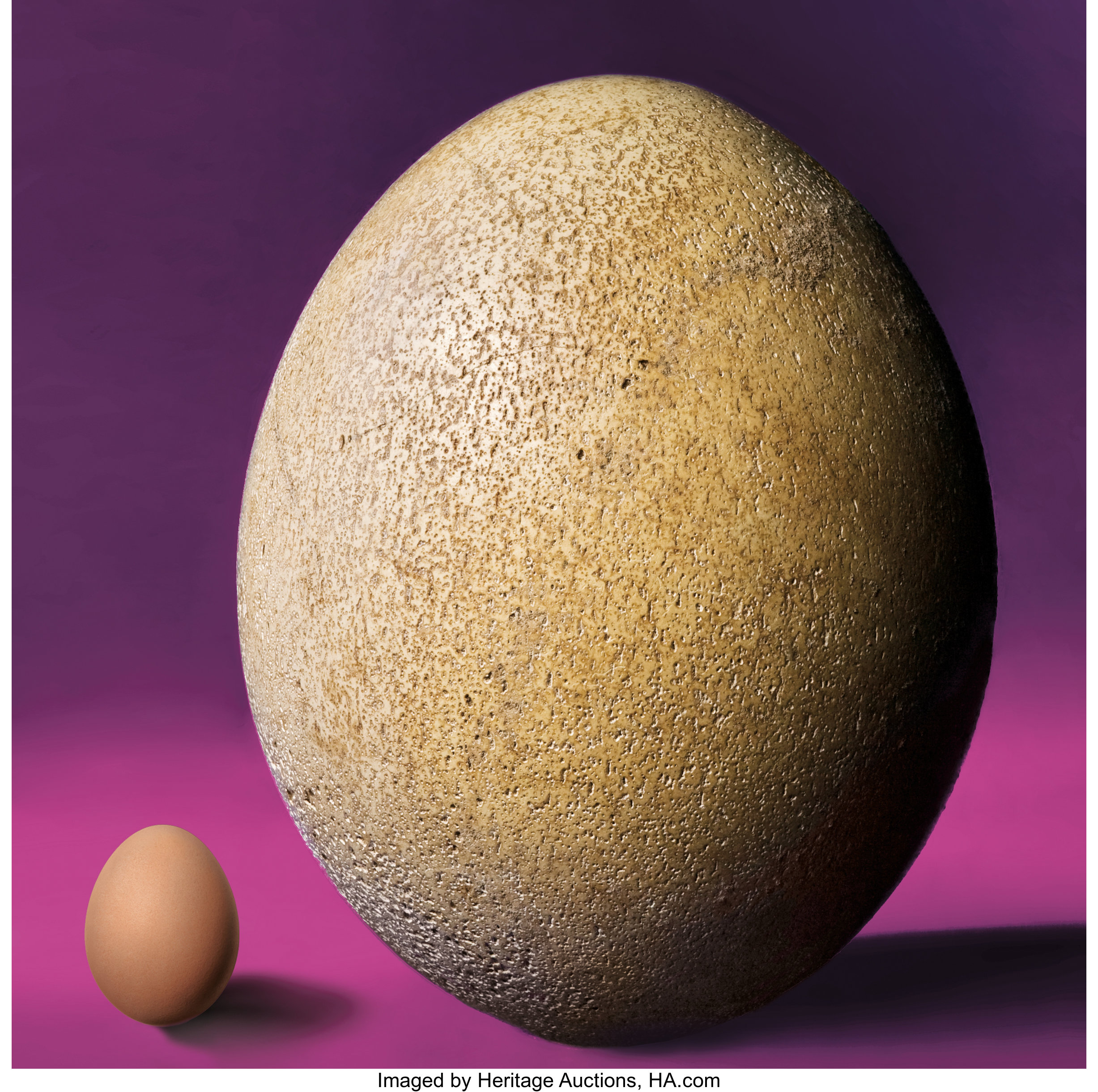 Эпиорнис мадагаскарский яйцо