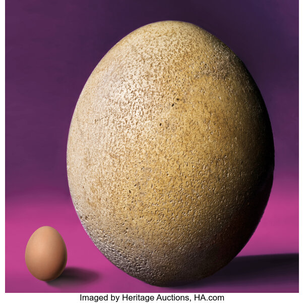 Apparently This Matters: Giant elephant bird egg