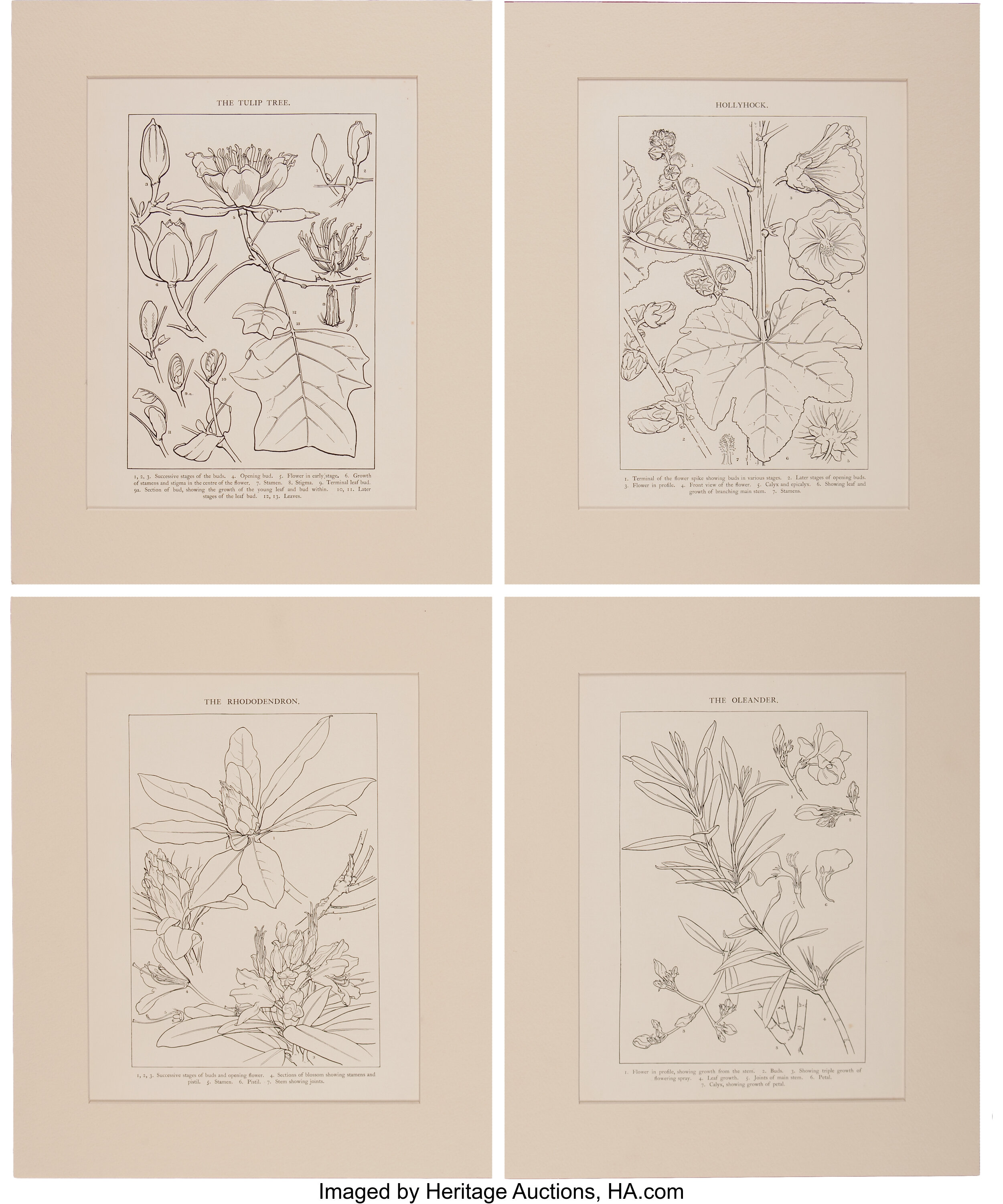 Four Botanical Line Illustrations of the Oleander, Hollyhock, Tulip ...