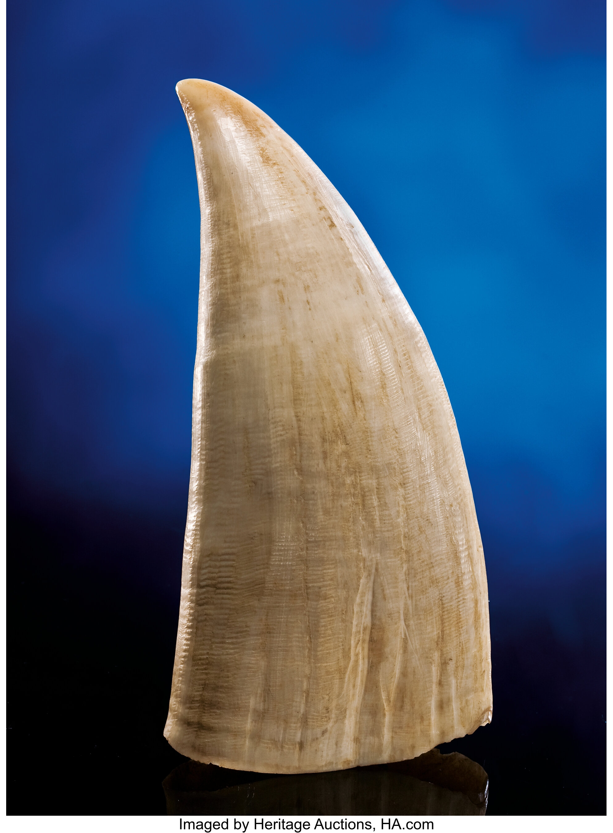 sperm whales teeth