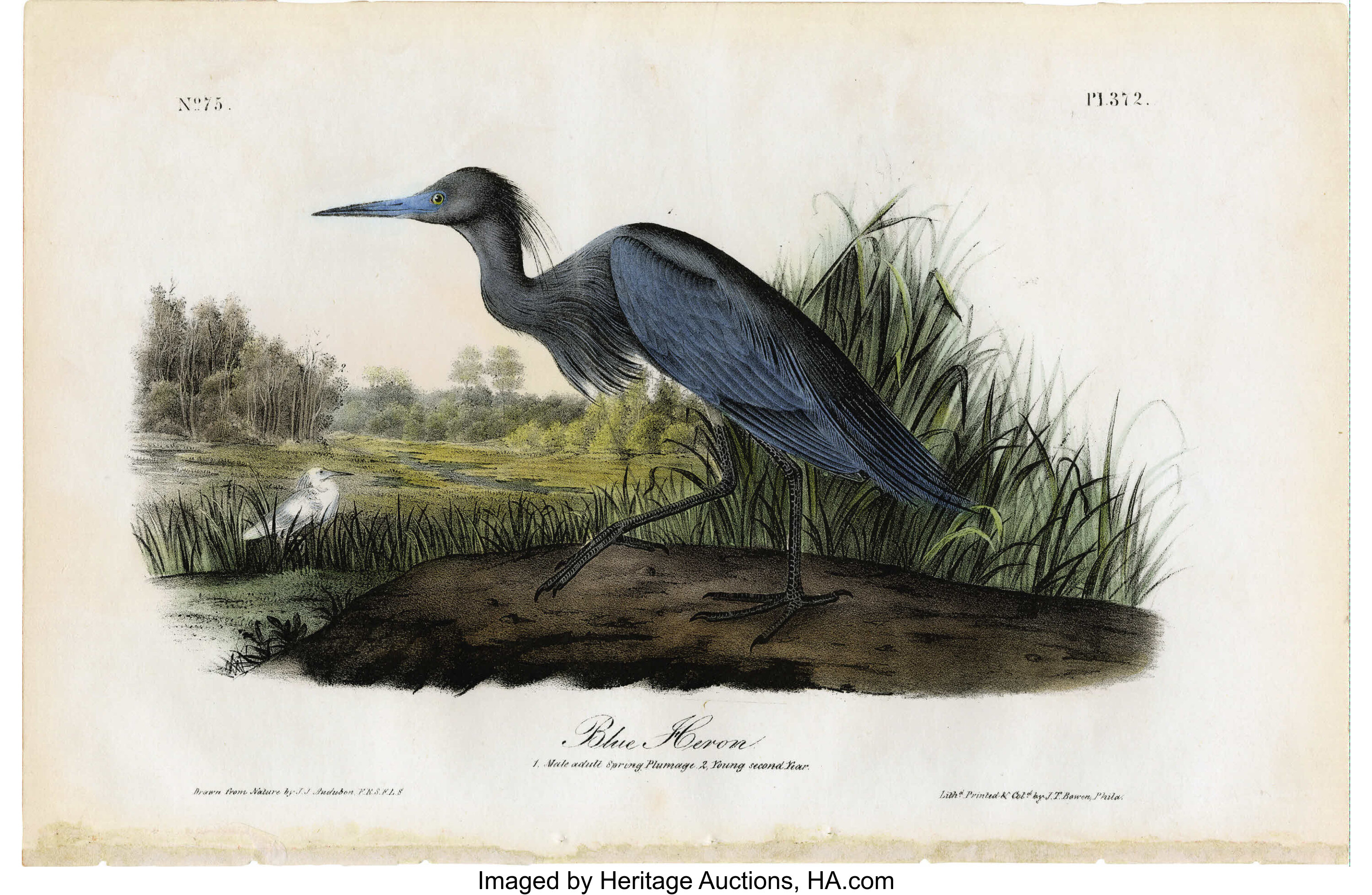 Blue Heron Audubon Royal Octavo Print Plate Number 372 Features Lot Heritage Auctions