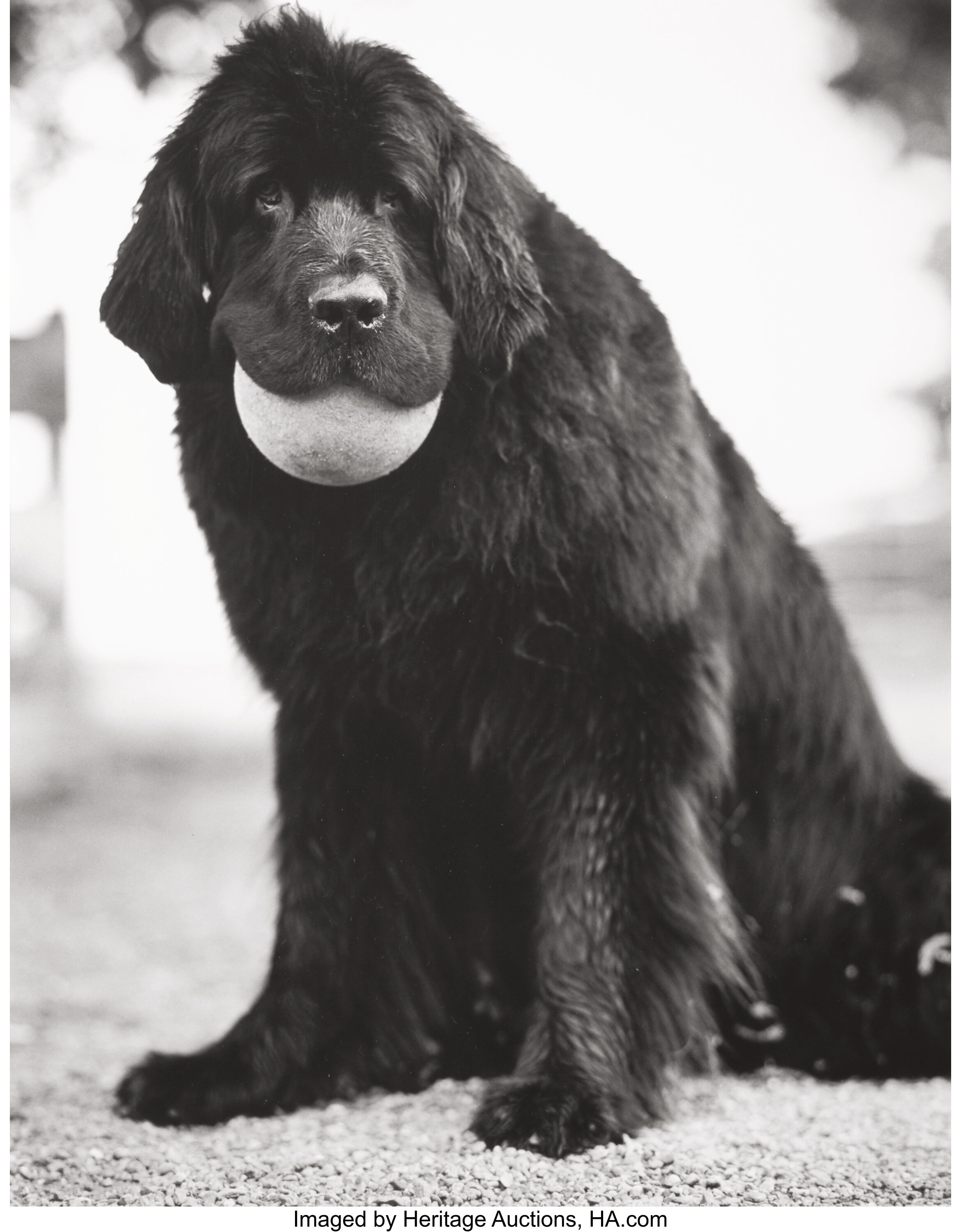 BRUCE WEBER (American, b. 1946). T-Bone and Ball, California, from