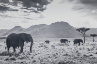 Raphael Mazzucco (Canadian, 20th Century) Elephants Oversized digital pigment print 39-5/8 x 59-7